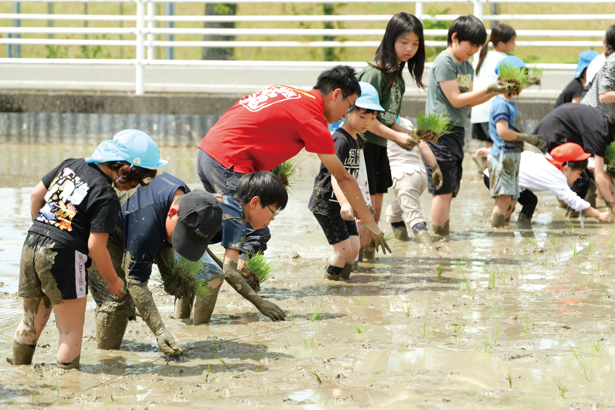 田んぼで田植えをする児童たち