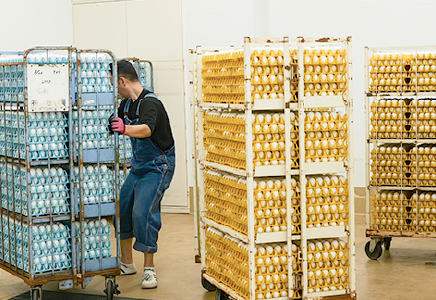 契約養鶏場からの入荷